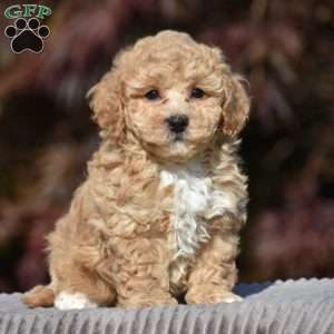 Lennox, Bich-Poo Puppy